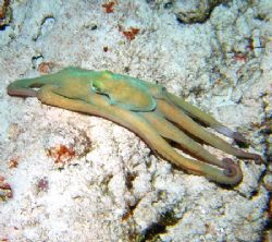 Octopus moving across the bottom. Night dive in Cozumel by Gary Schlei 